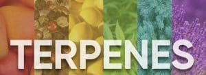 Adhd-naturally, adhdnaturally, adhd naturally, Terpenes for focus, Terpenes for anxiety, Terpenes for sleep, terpenes for adhd, terpenes for focus, terpenes for focus and concentration, best terpenes for adhd, best terpenes for anxiety, terpene calculator, best terpenes, best strains for adhd, best terpenes for anxiety and depression, good strains for adhd, terpenes for anxiety, best weed for adhd, best cannabis strains for adhd, all natural terpene, terpenes anxiety, what is terpenes cbd, adding terpenes to cbd oil, best cbd for anxiety,